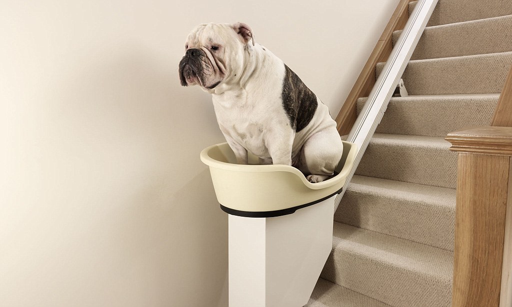 A puppy using the world's first dog stair lift.