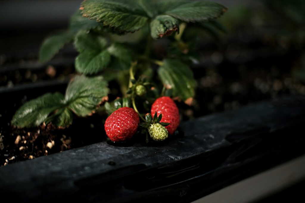 Free Gardening Tips for Seniors